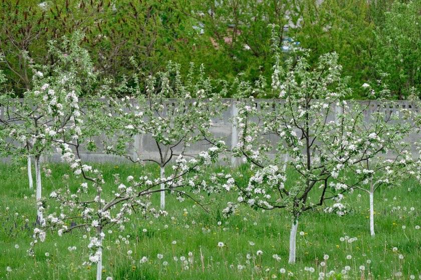 Почему яблоня не плодоносит? 4 причины - и обрезка яблони летом