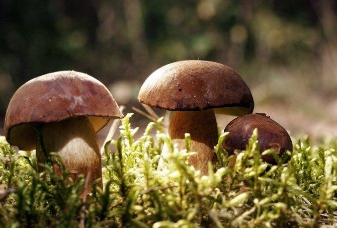 Правила сбора грибов: краткая памятка