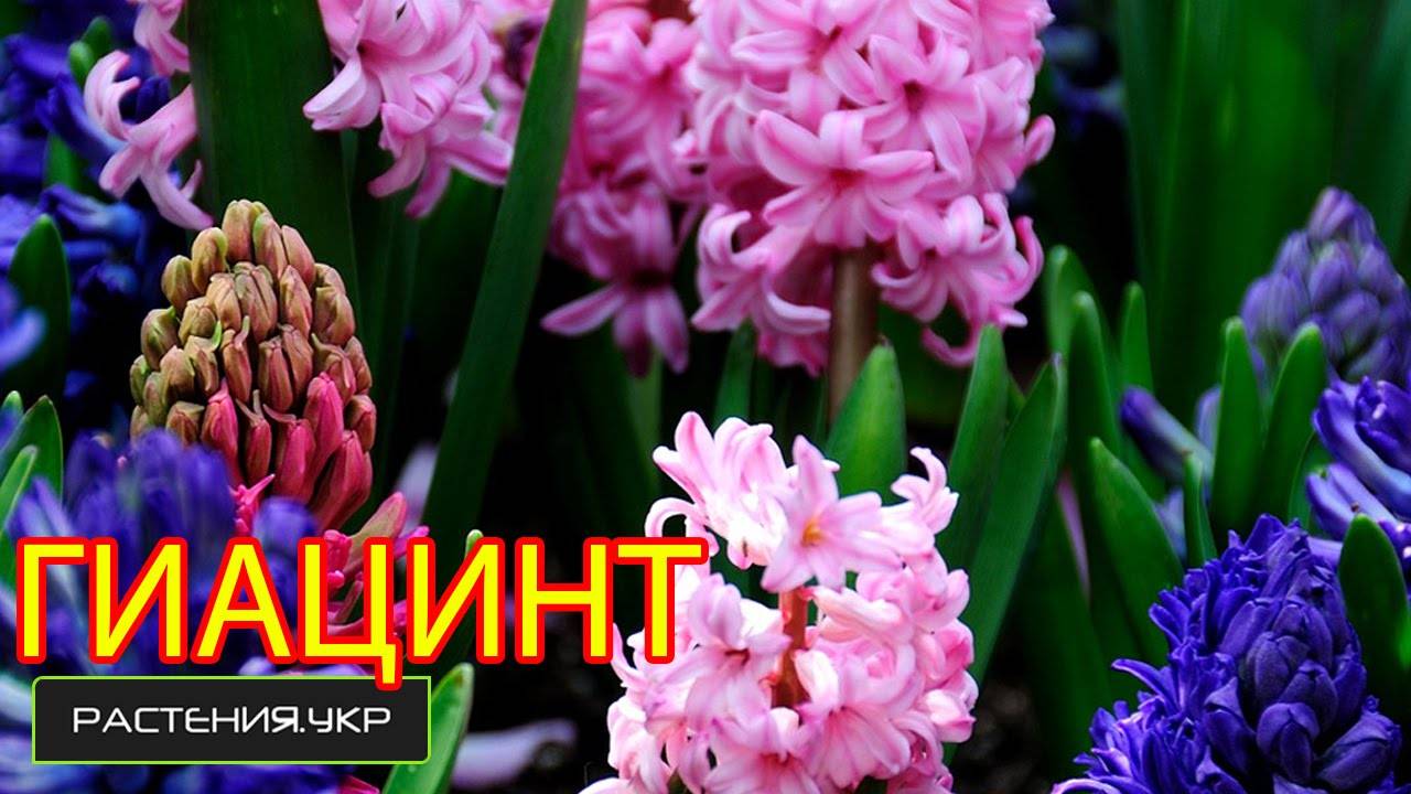 Гиацинт: какой уход нужен после цветения. луковицы гиацинта после цветения – уход и содержание