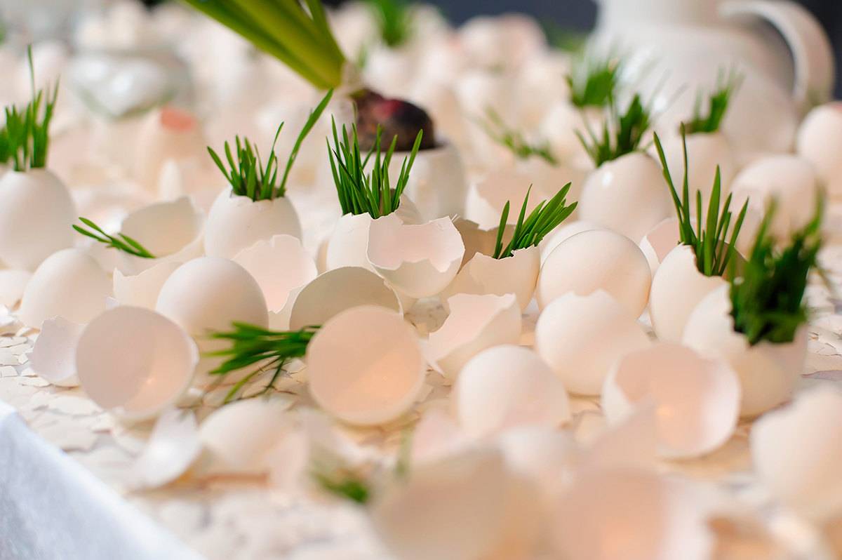 Польза яичной скорлупы в качестве удобрения для огородных и комнатных растений