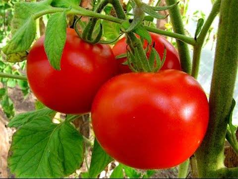 Правильное применение комплексных удобрений для томатов