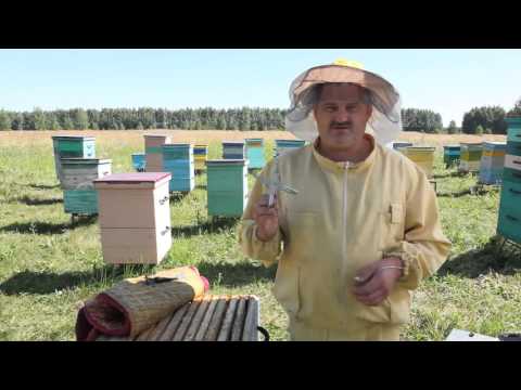 Формирование пчелиного отводка