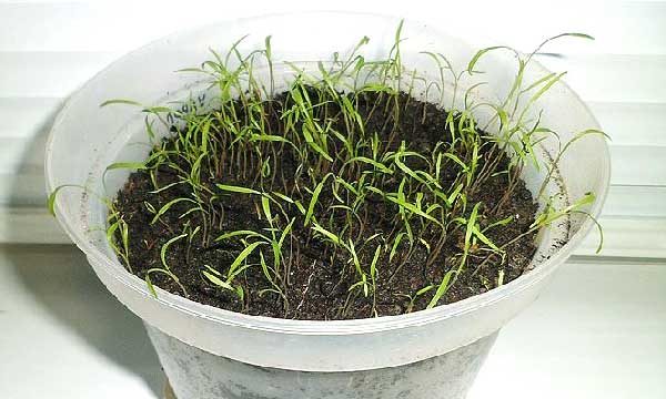 Выращивание укропа из семян на подоконнике в квартире: посадка, уход 