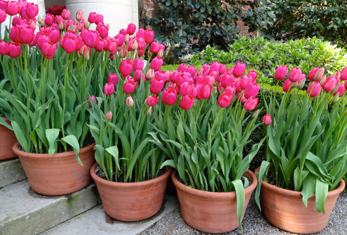 Как вырастить тюльпаны в теплице к 8 марта: условия выгонки