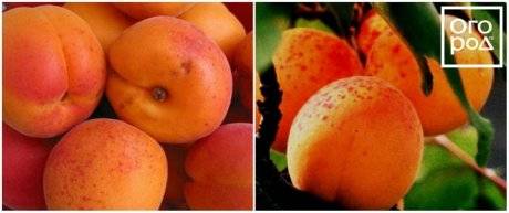 Болезни и вредители абрикоса: как распознать и бороться?