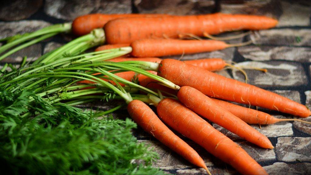 Как посадить морковь для быстрых всходов
