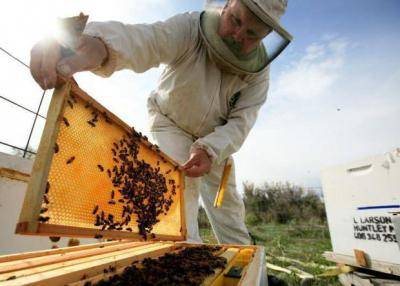 Формирование пчелиного отводка