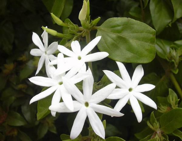 Как и когда цветет жасмин: фото и особенности ухода за цветком