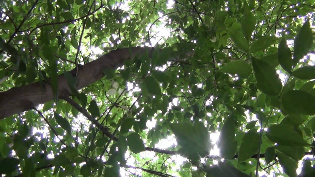 Дерево ясень — описание и фото, выращивание в саду, видео