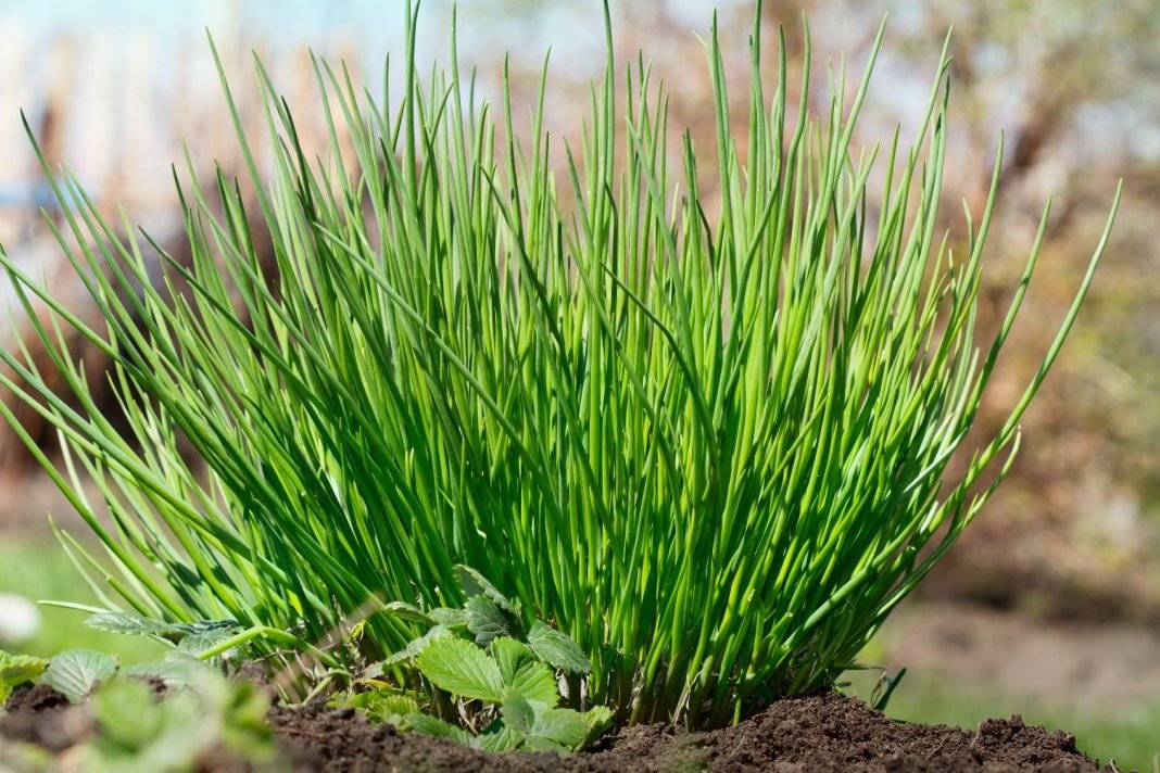 Какие сорта многолетнего лука существуют и как правильно его выращивать?