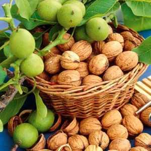 Грецкий орех — описание, полезные и вредные свойства, состав, калорийность, рецепты, способы посадки