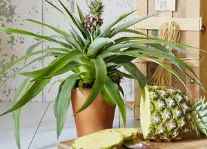 Как вырастить ананас из верхушки дома
