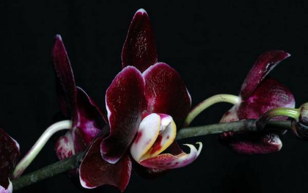 Орхидея пафиопедилум или венерин башмачок (paphiopedilum). уход, посадка и размножение в домашних условиях.