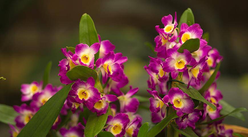 Орхидея дендробиум — уход в домашних условиях
