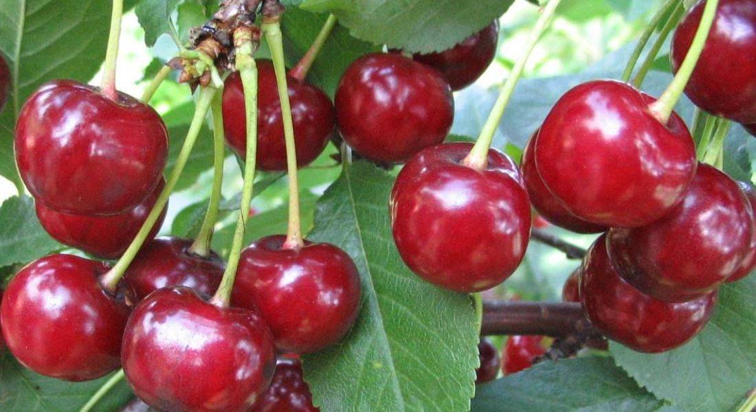 Болезнеустойчивая вишня харитоновская — особенности выращивания этого сорта