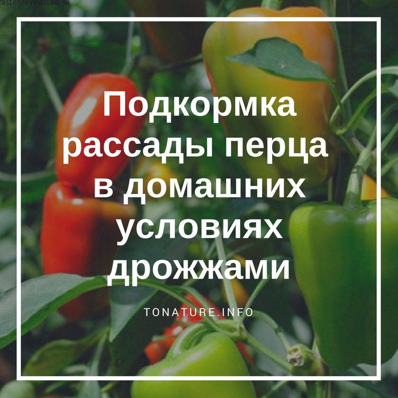 Секреты опытных дачников — опрыскивание томатов йодом: цель обработки и пошаговое руководство по её проведению