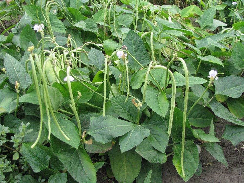 Стручковая и спаржевая фасоль: как правильно посадить и вырастить зеленую фасоль