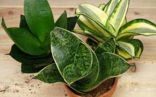 Сансевиерия в домашних условиях - все ли вы знаете об уходе за растением?