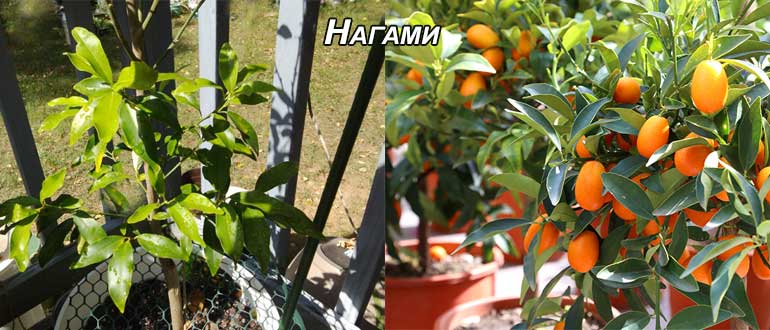 Кумкват "золотой апельсин" --  секреты выращивания в домашних условиях