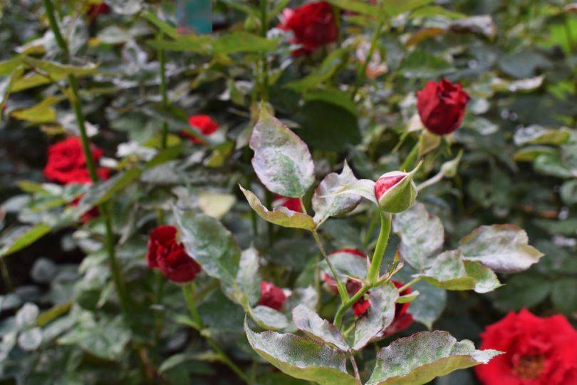 Мучнистая роса: как вылечить розы от болезни