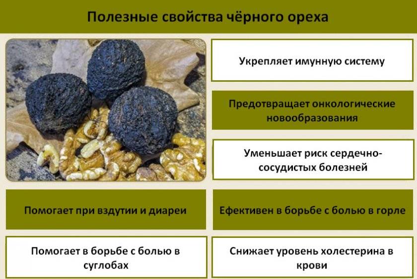 Инструкция по применению настойки черного ореха