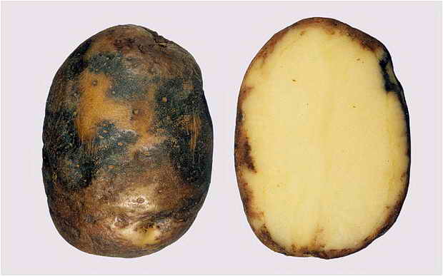 Как бороться с паршой на картофеле: эффективные способы лечения