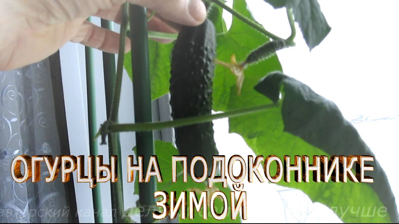 Выращивание огурцов на подоконнике зимой