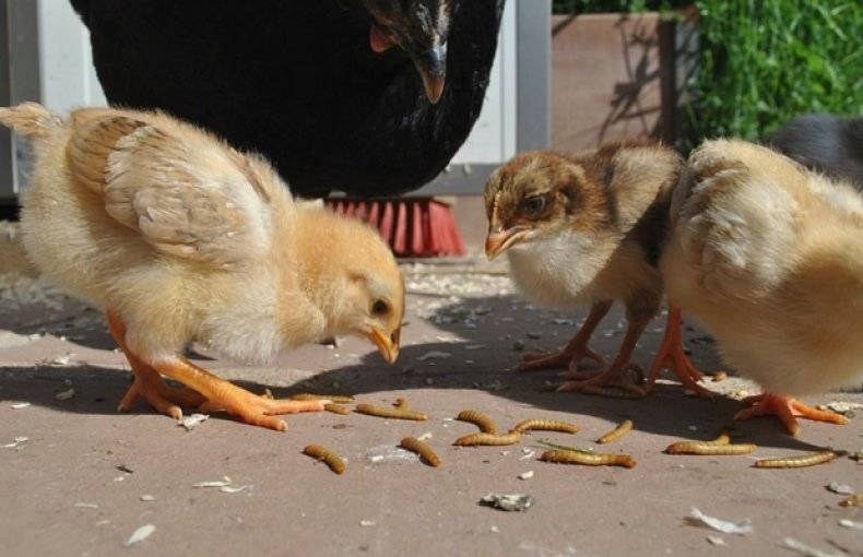 Как разводить и выращивать червей для кормления кур, видео