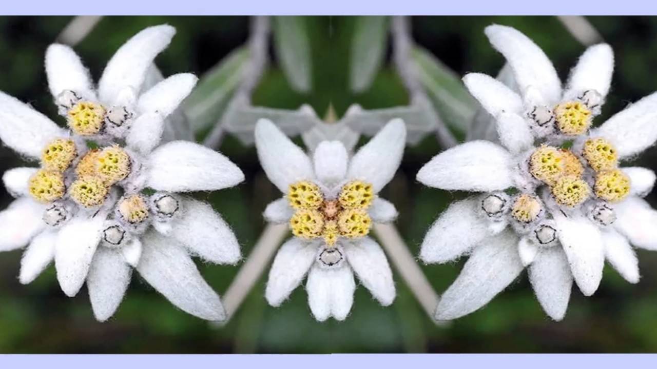 Эдельвейс цветок: выращивание из семян, посадка и уход, фото + видео