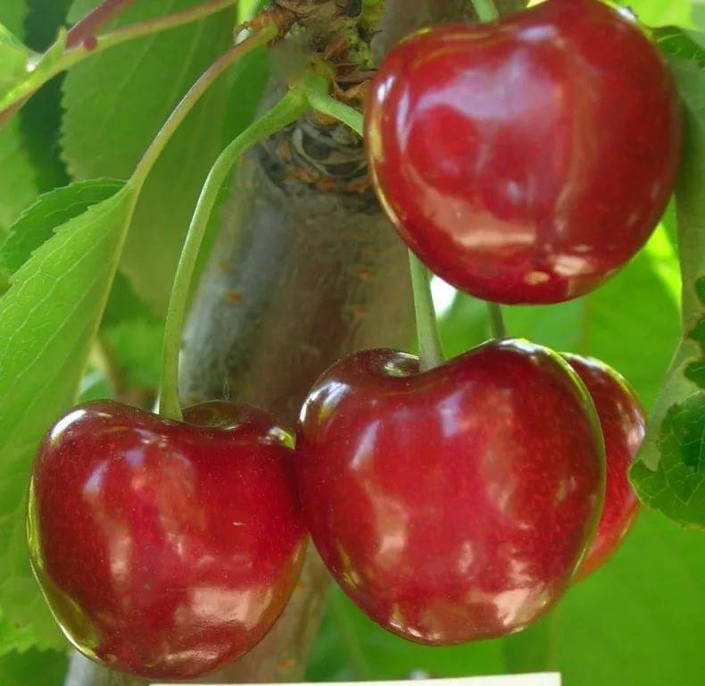 Черешня валерий чкалов – надёжный проверенный сорт с крупными плодами