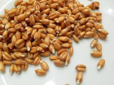 Практические советы по проращиванию пшеницы