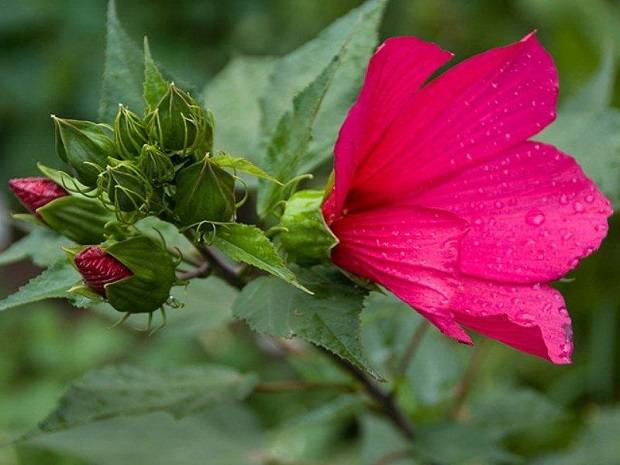 Травянистый красавец гибискус: как вырастить в своем саду?