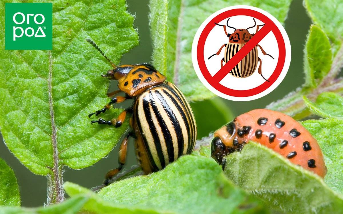 Как правильно примененять корадо против колорадского жука?