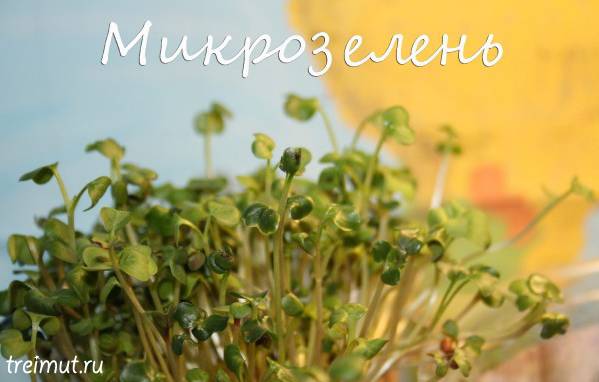 Микрозелень в домашних условиях как вырастить без земли