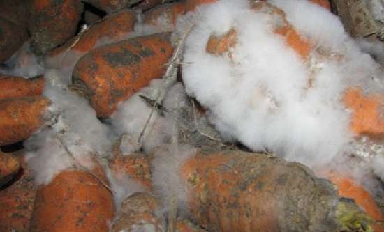 Советы огородникам: чем обработать морковь от морковной мухи и как предупредить появление насекомого?