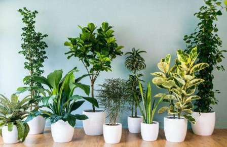 Что комнатные растения могут "рассказать" о своем хозяине и как влияют на его характер