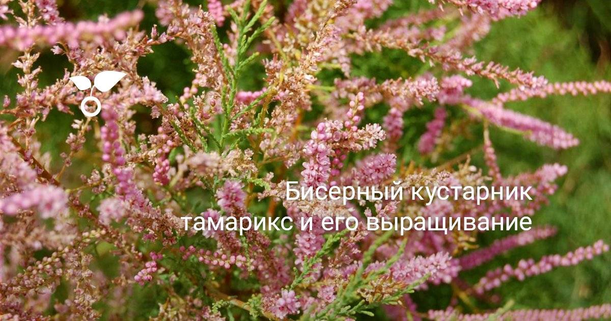 Неприхотливые растения для сада – тамарикс