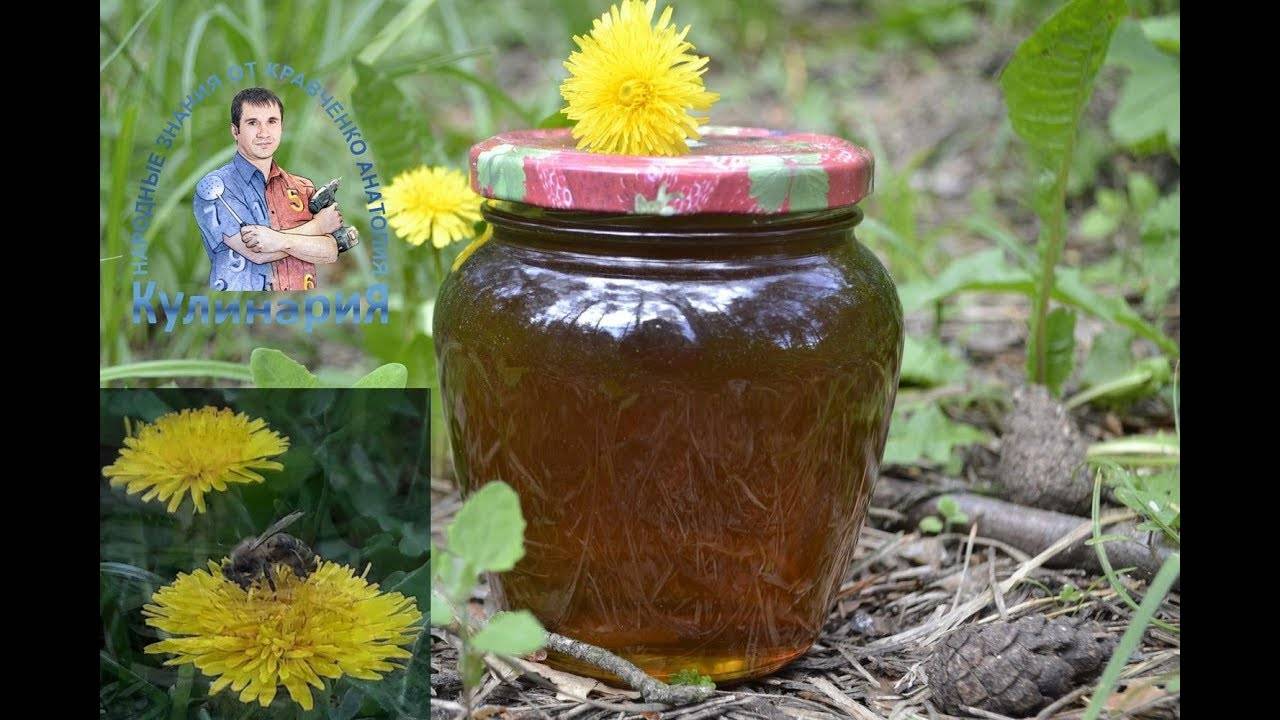 Мед из одуванчика — чем полезен и как приготовить в домашних условиях