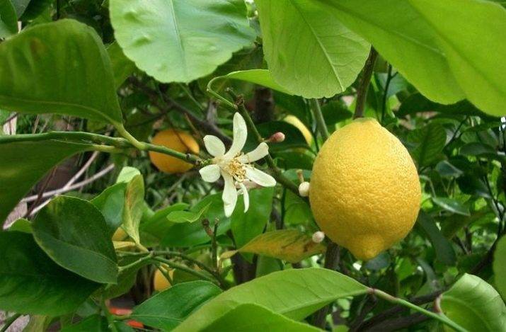 Как правильно обрезать молодой лимон. особенности ухода за комнатным лимоном для получения ароматных плодов