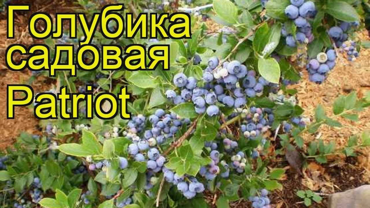 Голубика Патриот — высокоурожайный и морозостойкий сорт