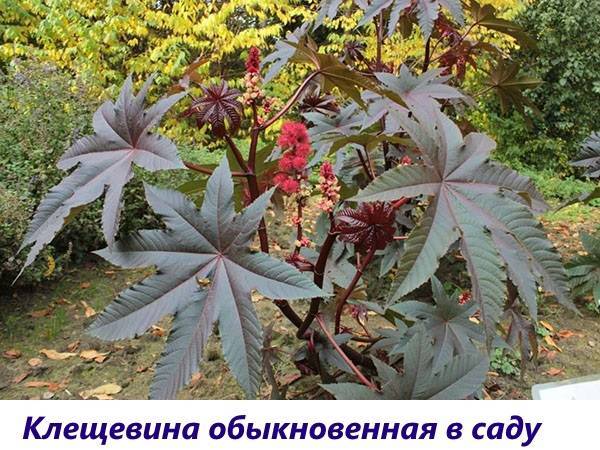 Клещевина: свойства, описание и выращивание растения из семян