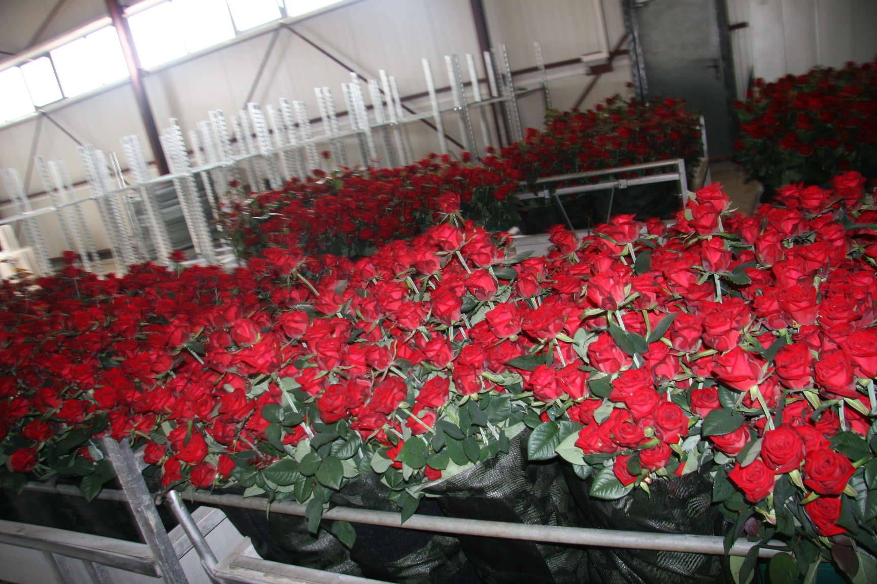 Выращивание роз в теплице на продажу, видео