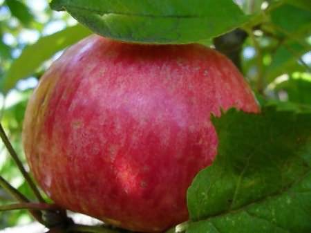 Яблоня «услада»: описание сорта, фото и отзывы