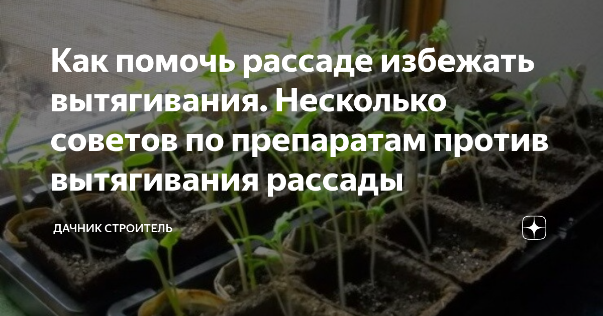 Рассада помидор сильно вытянулась сразу после всходов, что делать