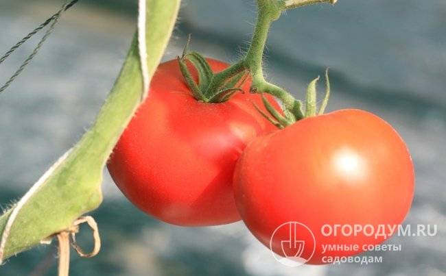 Методы борьбы с совкой на помидорах