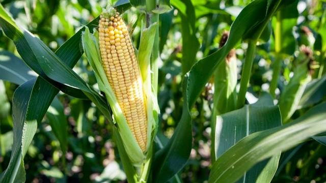 Как вырастить большой урожай кукурузы у себя на участке