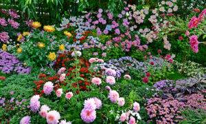 11 однолетних цветов для вашего сада, которые не боятся заморозков