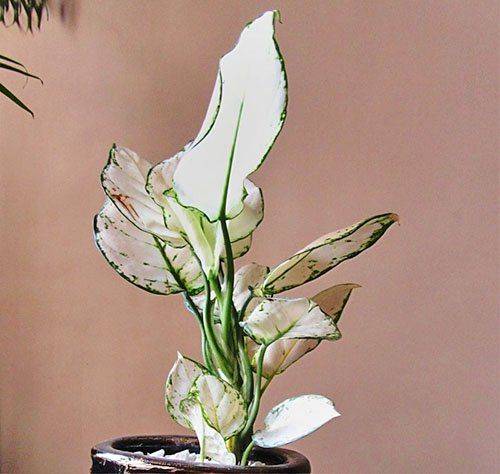 Дивный комнатный цветок «аглаонема»: фото, виды, уход в домашних условиях