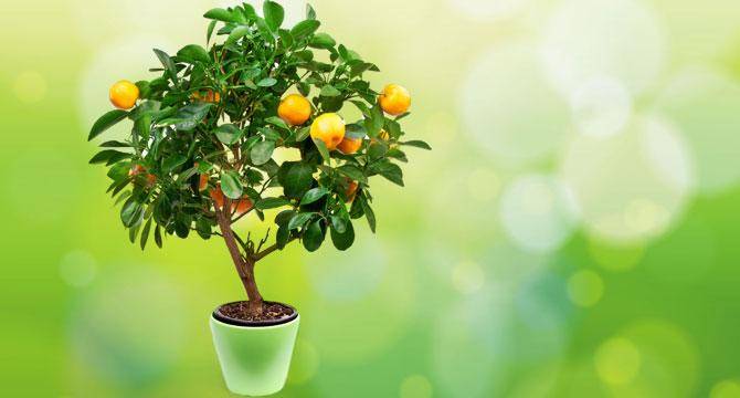 Апельсиновое дерево в домашних условиях — апельсин вашингтон навел