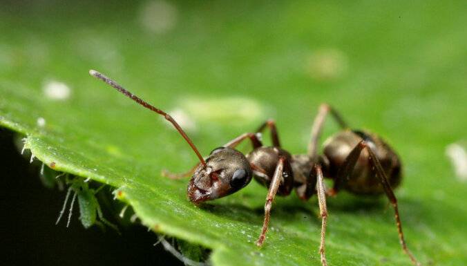 Как бороться с муравьями и тлей в саду и на даче